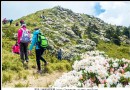 季節限定！合歡山高山杜鵑賞花趣