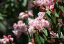 合歡山杜鵑花季 滿山遍野花海吸睛
