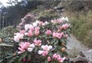 合歡山花之頌 玉山杜鵑展風采