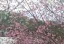 南投秘境「東方小瑞士」　河津櫻花道好夢幻