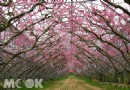 南投春之飨宴 桃花廊道盛開登場