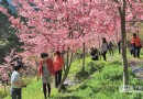 杉林溪、日月潭 賞櫻花期到3月中