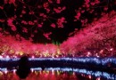 2016日月潭櫻花季即將於1月29日開始囉！