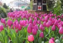 賞花正好！杉林溪鬱金香朵朵綻放