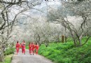 梅花撲鼻香 征服南投四大賞梅地