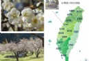 南投賞梅，日光傾城