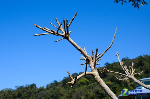 大C游世界 台灣日月潭熱帶風情的水岸