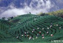 台灣深度游之南投縣竹山鎮八卦茶園