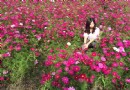 新春賞花旅游首選 雲林花海節鮮艷登場 一起來賞花啊~
