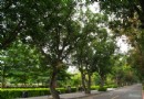 雲林—最有情調及特色的「蘭樹大道」