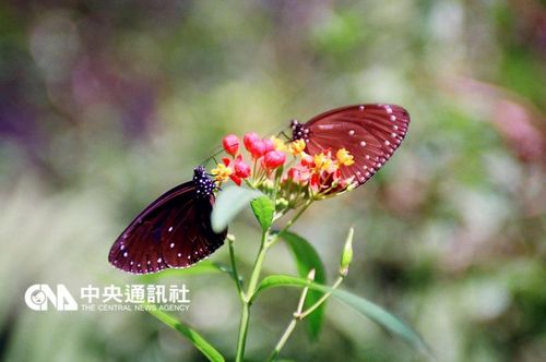 紫斑蝶過境雲林林內天氣放晴滿天飛舞（圖）