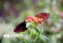 紫斑蝶過境雲林林內 天氣放晴滿天飛舞（圖）