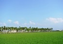 美濃田園鄉土一日游 體驗客家文化