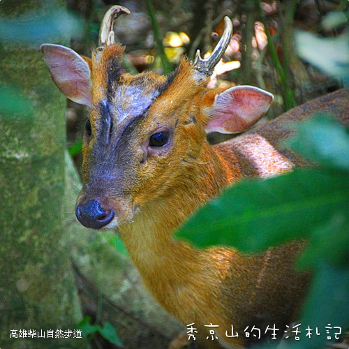 高雄景點圖片