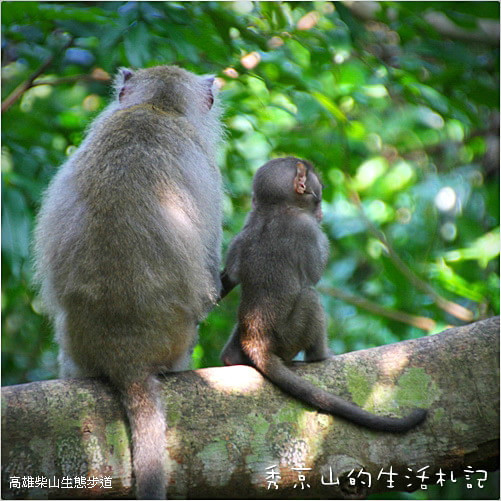 高雄旅游攻略圖片