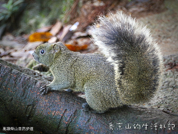 高雄景點圖片