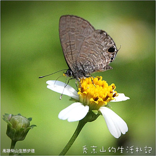 高雄自助游圖片