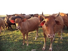  西嶼燈塔前放牧牛群