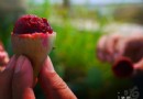 舌尖上的澎湖：外婆的美食