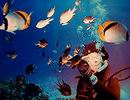 澎湖潛水-海底世界