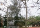 金門景點全攻略（9）--中山紀念林