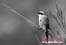 冬季到金門去觀鳥：303種鳥的樂園