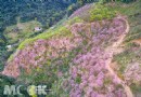 新北滿山櫻花林 媲美日本免費賞櫻新地點