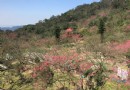 新北的天上人間賞櫻秘境 高地櫻花園神秘盛開