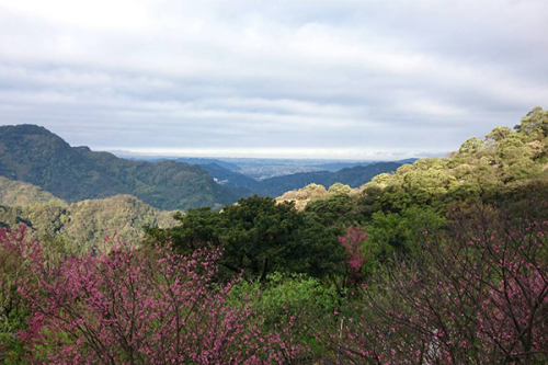 建安131漸層美感 (圖片來源／建安131高地櫻花農場)