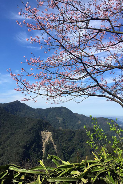 建安131高地櫻花農場眺望山景 (圖片來源／建安131高地櫻花農場)