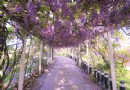 新北紫籐瀑布夢幻隧道 全台最美秘密花園