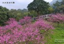 淡水天元宮空拍粉色櫻花雨 一睹絕美的櫻花之美