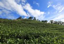 去哪呢？來新北坪林“茶業博物館”品冬茶、逛老街去