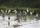 新北揪賞鳥 提供賞鳥懶人包