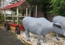 去哪呢？新北雙溪“平林休閒農場”濃濃古早農村味