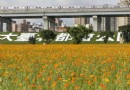 新北幸福水漾公園 波斯菊免費采回家