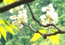 猴硐國寶鐘萼木開花 歡迎來逗貓賞花