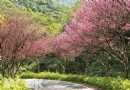 春風獻櫻情 三芝萬株櫻花燦爛綻放