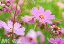 周末踏青去 新北巷弄花海盛開