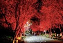 賞夜櫻-北投櫻花隧道