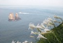 春到北海岸 芳香百合競相綻放