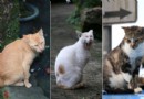 在九份邂逅喵星人