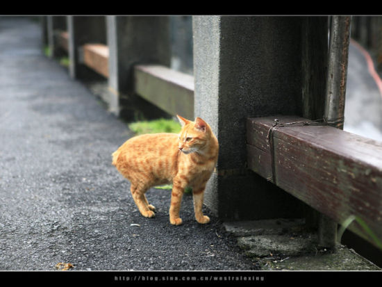 路邊偶遇黃色小貓