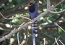 冬季新北賞鳥趣