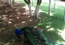 圓通山(圓通山動物園)