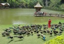 孔雀湖