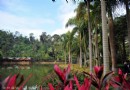 西雙版納原始森林公園