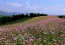灼甫草場