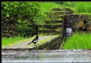柳岸水鄉解放村景區