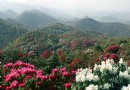 貴州百裡杜鵑風景區